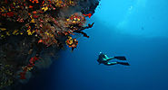 House Reef Diving
