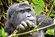 The Giant Gorilla in Bwindi