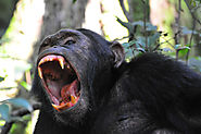 The Roaring Chimpanzee