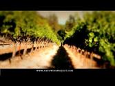 The Napa Wine Project -