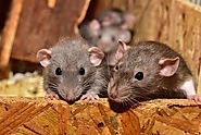 Eight Symptoms That It’s Time To Call A Rat Exterminator by alexbarnorld