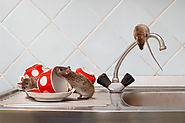 What Are Rat Poisons? | Minds