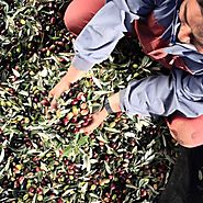 Where Do Olives Come From? Bertolli’s Approach to Selecting Quality Olive Oil
