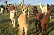 Alpaca Walk near York - 2 adults sharing 1 alpacas | unusual gift