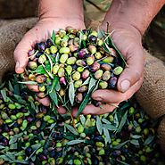 Types of Olives: What Olives Are in Your Olive Oil?