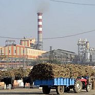 Allahabad High Court asks Uttar Pradesh government to clear sugarcane arrears