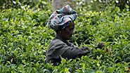 Visit Tea Plantations