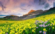 Valley of Flowers National Park