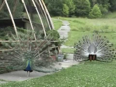 Dancing Peacocks (New Vrindavan Temple West Virginia)