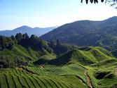 Darjeeling Tea Garden