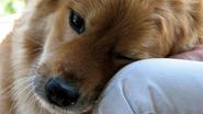 FDA seeks pet owner help on dangerous jerky treats