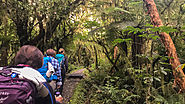 How long is the Milford Track?