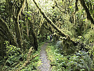 What do I need to bring on the Milford Track hike?