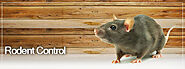 Rodent Control Company in Delhi, Rodent Control in West Delhi, Rodent Control in North Delhi