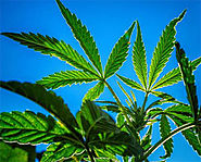 DrugFacts: Marijuana as Medicine | National Institute on Drug Abuse (NIDA)