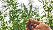 How to take the medical marijuana? - Bel Pro - Medium