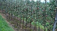 High Density Apple Farming - (+91-98110 58860) – HARSHNA