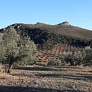 Olive Trees: Why Older Trees are an Important Part of Bertolli's Process