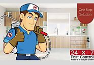 MY SITE - One Stop Solution for your Pest Problem | 24x7 Pest COntrol Gurgaon