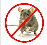 Rat Control Service in delhi