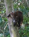 Corcovado National Park