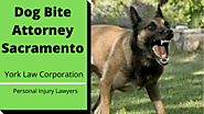 Dog Bite Attorney