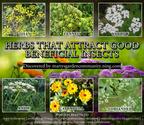 Herbs That Attract Good Beneficial Insects