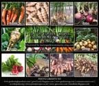 10 Top Edible Crops From Beneath The Earth - Blog