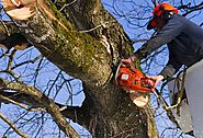 Professional Tree Removal Service in Vallejo