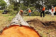 Everything You Need To Know About Tree Removal Service