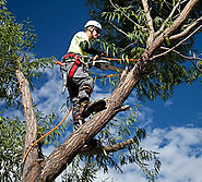 Exclusive Tree Services Available Near You at Vallejo!