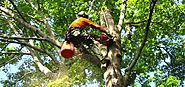 Tree Service Vallejo, CA - The Source To Maintain Nature’s Aesthetic