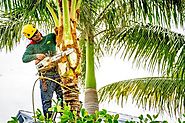 Hire A Professional For Palm Tree Removal Service In Vallejo