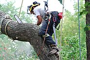 Tree Service Vallejo offers the Most Reliable Tree Care Service