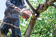 Why do you need tree service in Vallejo?