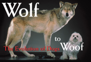 Wolf to Woof: The Evolution of Dogs