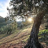 How to Make Olive Oil: Better Olives, Better Olive Oil Quality