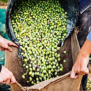Early Picking and Fast Pressing Means High-Quality Olive Oil