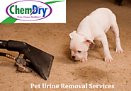 Professional Pet Urine Removal in Palm Desert