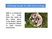 Ultimate Guide To CBD Oil For Dogs