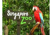 The Singapore Zoo