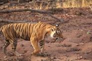 Golden Triangle tour with Ranthambore in India