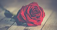 Good Morning Images with Rose Flowers | Good Morning Images with Red Rose Flowers | AwsmHeart - Collection of Latest ...