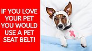 🐩 BEST Dog Seat belt in the Market! - Sleepypod Clickit Sport my HONEST Review