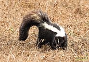 What exactly makes skunks so stinky?