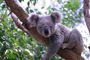 10 Things You Didn’t Know About Koalas