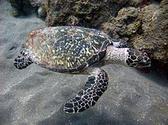 Hawksbill sea turtle - Wikipedia, the free encyclopedia