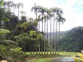 Jardin de Balata - Wikipédia