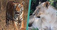 Top Spots for Big Cats | Worldwide Wildlife Safaris