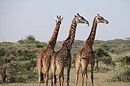 7 Things to Expect on a Tanzanian Safari